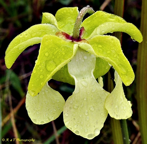 {Sarracenia alata}